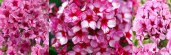 Phlox paniculata Red Caribbean4